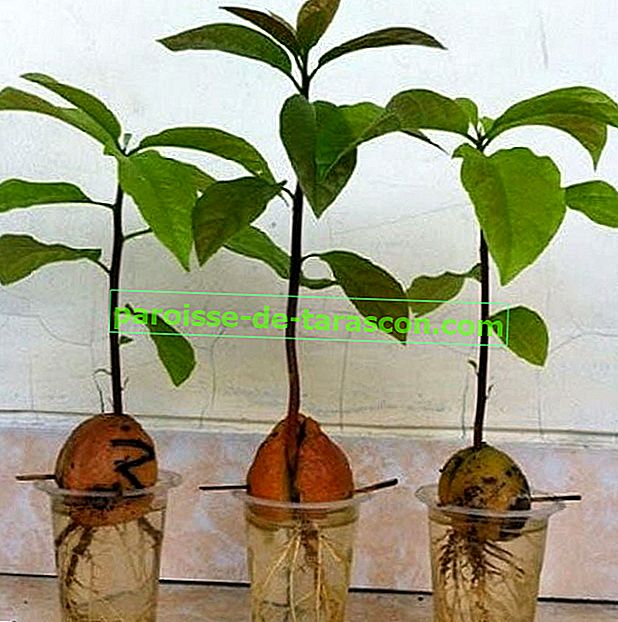 Растение авокадо из его ямы или семян 1