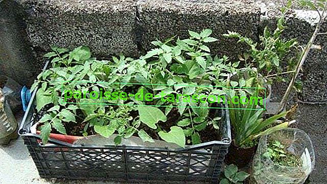 Organoponia, vynikajúce riešenie pre záhradu na balkóne 3