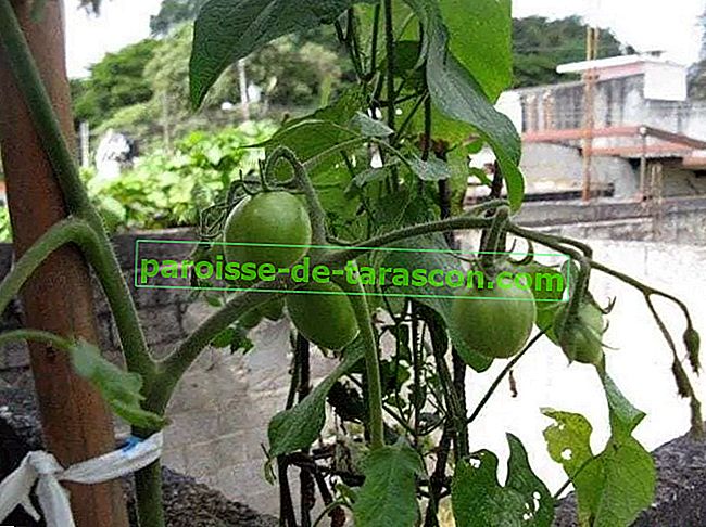 Organoponija, izvrsno rješenje za vrt na balkonu 5