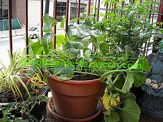 14 piante ideali per il vaso da giardino !!  7