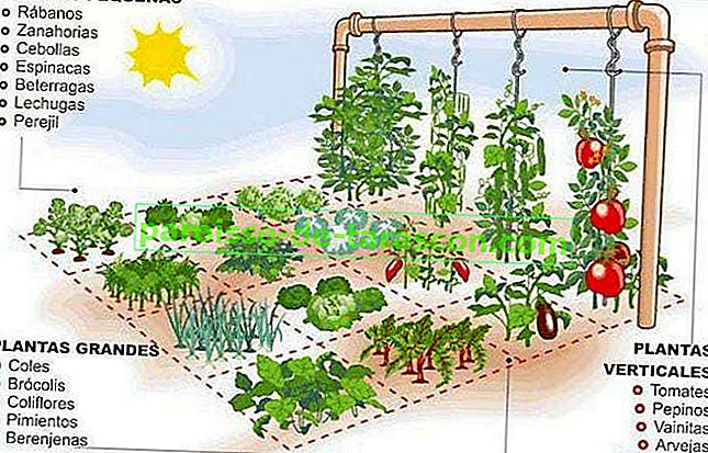 овочевий сад на терасі