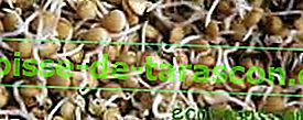 lentils_germinated