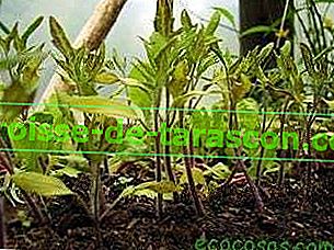 Nadzor škodljivcev in bolezni v sadovnjaku ali vrtu 3