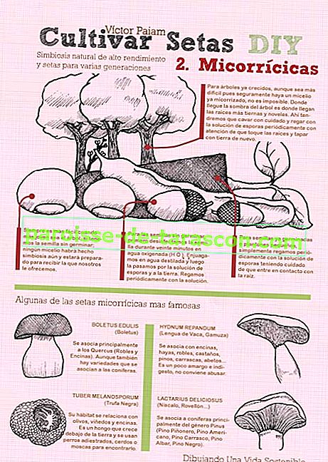 Вирощуйте гриби в домашніх умовах 2