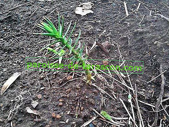 Araucaria narodená v skleníku