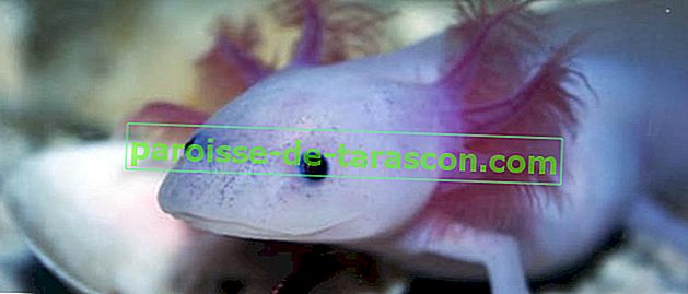 Mexický axolotl