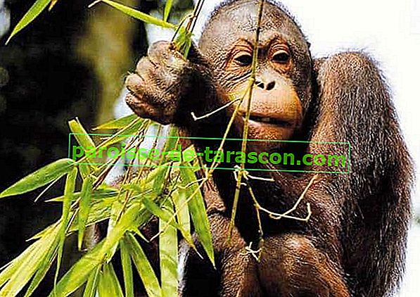 olio di palma di orangutan