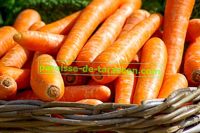 proprietà della carota