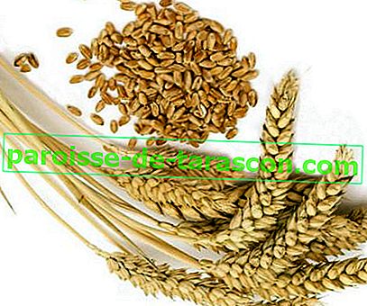 пивні дріжджі та зародки пшениці