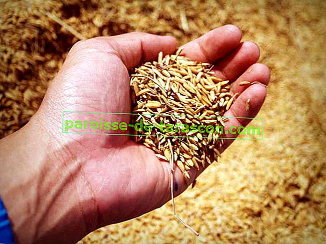 lastnosti pšeničnih otrobov