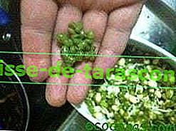 Kako narediti svoje lastne kalčke iz različnih semen 7