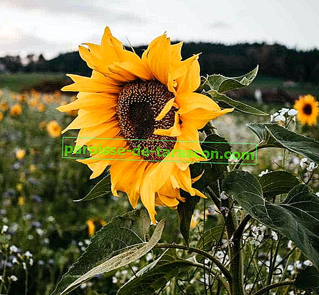 vlastnosti slunečnicových semen