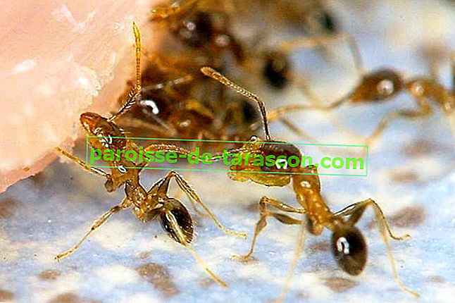 кухонные муравьи