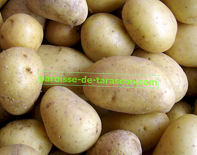 alternativa uporablja krompir, krompir