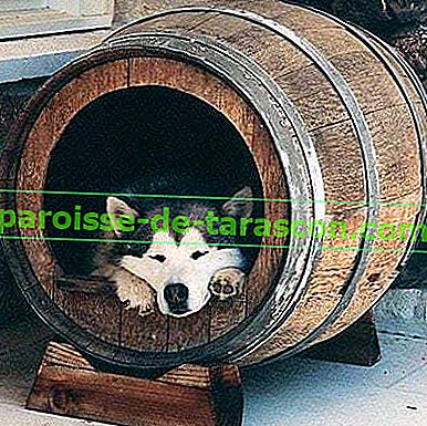 doghouse-vino-barrel-l