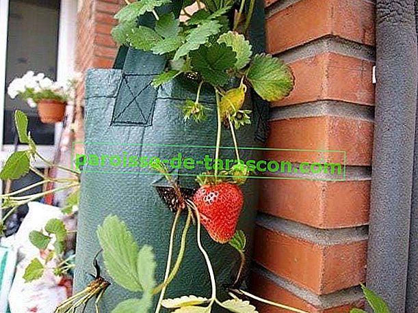 Wie man Erdbeeren in einem Bastbeutel anbaut 2
