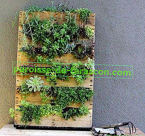 Grădină verticală reciclarea unei palete 1