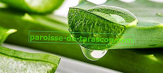 Aloe Vera oder Aloe Vera Eigenschaften, Verwendungsmöglichkeiten und Kontraindikationen 1