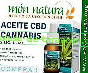 olio di cannabis cbd