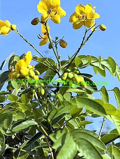 Cassia angustifolia alebo Sen (Senna Alexandria) používa a ohrozuje starodávne preháňadlo 1