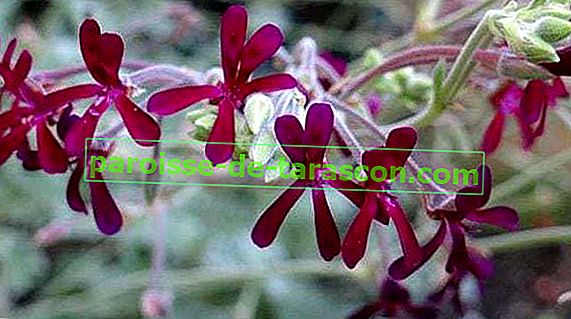 Vlastnosti Pelargonium Sidoides
