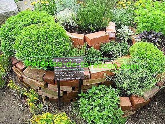 Jak si vyrobit zahradu s aromatickými a léčivými rostlinami 2