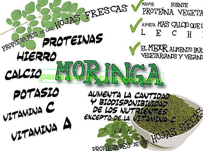 Moringa oleifera: ce este și ce este pentru 2