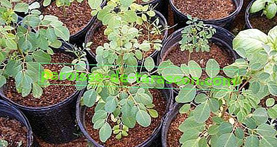 Moringa oleifera: Was ist es und was ist es für 3