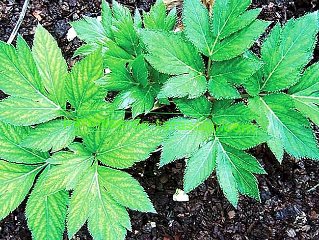 Ashitaba: японское растение, замедляющее старение 1