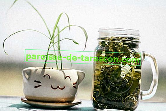vlastnosti zeleného čaju