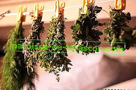 10 + 1 sposobów na zachowanie aromatycznych ziół i roślin leczniczych 1