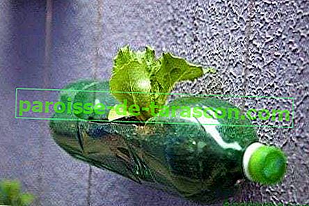 Sadite v plastične steklenice 1