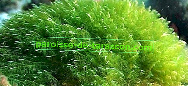 spirulina morske alge