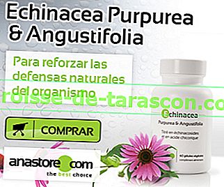 Echinacea Purpurea & Angustifolia