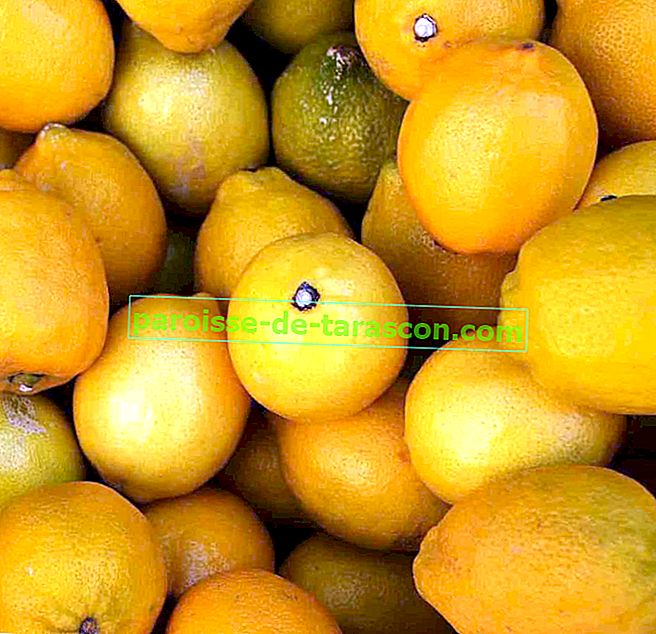 výhody citronové vody